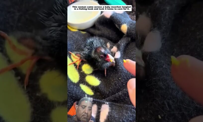 this woman rescued a baby moorthan tangled 🪢#shorts #animals #animallovers