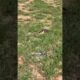 Эта «раненая» птица тобой манипулирует 😱🐦