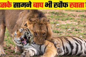 इसके सामने बाघ भी खौफ खाता है | Animals That Can Defeat Tiger