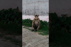 ओठलाली चूसने के उम्र में ||  #funny #thetharpuns #thetharjokes #aalupyajjoke #comedy