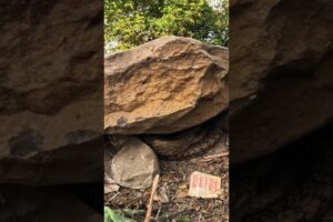 घंटों दो सांपों का मिलन चलता रहा लेकिन रेस्क्यु करते वक्त हुआ कुछ और ही