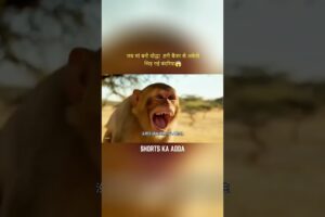 जब मां बनी योद्धा हनी बैजर से अकेले भिड़ गई बंदरिया | #animalstory #wildlifeentertainment #animals