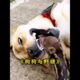狗狗捡到一只小野猪，请求主人将它收养，它们每天都腻歪在一起玩耍 #animals # #dogs  #pets