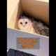 한 여성이 물에 빠진 올빼미를 구조했습니다. #동물 #animals