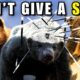 10 Animals That Pick Fights They Can’t Win