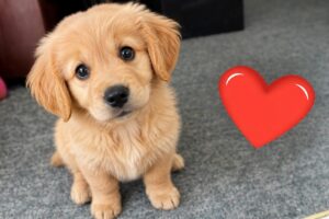 10 Minutes of the World's CUTEST Puppies🐶❤️