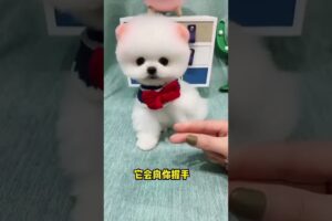 The love for these cute puppies grows day by day #dog #pet #cutedog #puppy #puppylove #cuteanimal