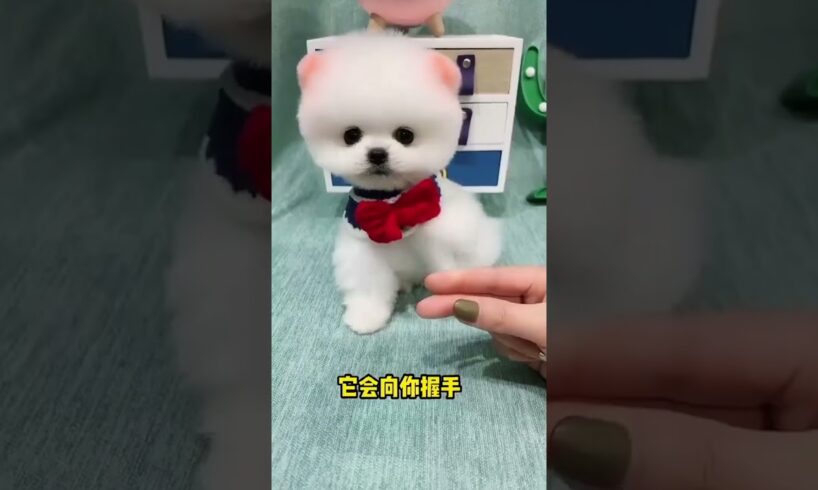 The love for these cute puppies grows day by day #dog #pet #cutedog #puppy #puppylove #cuteanimal