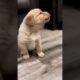 Cute Puppies #viral #shorts 🐶