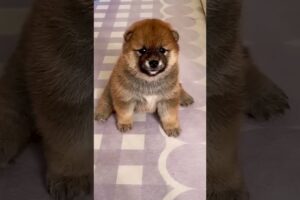 Cute Puppies #viral #shorts 🐶