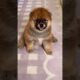 Cute Puppies #viral #shorts 🐶