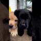 Cute Puppies #viral #shorts 🐶