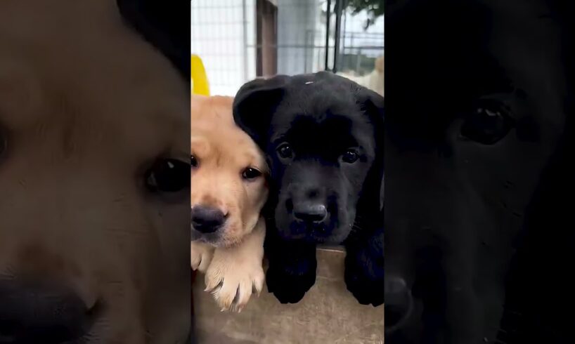 Cute Puppies #viral #shorts 🐶