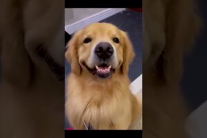 Cute Puppies #viral #shorts 🐶