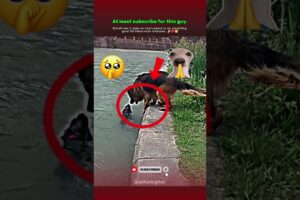 heartwarming animal rescue stories || 💔🥺😭 #rescue #animalrescue