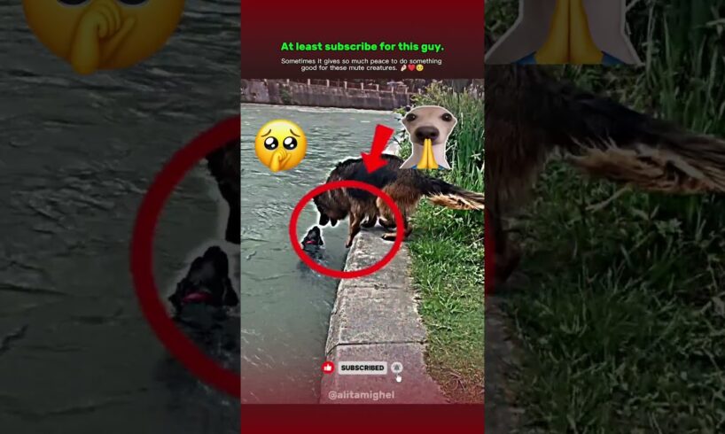 heartwarming animal rescue stories || 💔🥺😭 #rescue #animalrescue