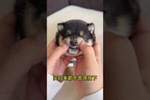 The love for these cute puppies grows day by day #dog #pet #cutedog #puppy #puppylove #cuteanimal