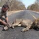 Animals That Asked People for Help & Kindness