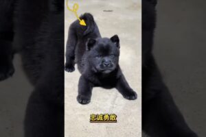 The love for these cute puppies grows day by day #dog #pet #cutedog #puppy #puppylove #cuteanimal