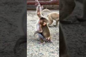 Baby-monkey playing #trending #viral #animals#monkey#wildlife#animallovers #youtubeshorts#viralstory