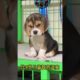 The love for these cute puppies grows day by day #dog #pet #cutedog #puppy #puppylove #cuteanimal