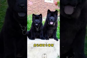 The love for these cute puppies grows day by day #dog #pet #cutedog #puppy #puppylove #cuteanimal