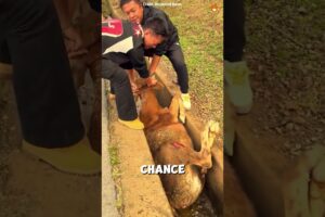 10 Unbelievable Animal Rescues That Will Restore Your Faith in Humanity ❤️