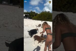 Heartwarming Animal Rescue That Will Restore Your Faith in Humanity part 38