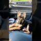 Cute puppies making every bad day disappear in seconds 🐶🥹 #FunnyDogs #CutePuppies #PuppyLove