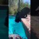 Cute Puppies #viral #shorts 🐶