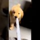 Cute Puppies #viral #shorts 🐶