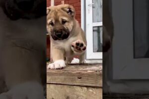 Cute Puppies #viral #shorts 🐶