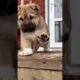 Cute Puppies #viral #shorts 🐶