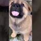 Cute Puppies #viral #shorts 🐶