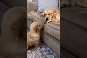 Cute Puppies #viral #shorts 🐶