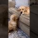 Cute Puppies #viral #shorts 🐶