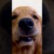 Cute Puppies #viral #shorts 🐶