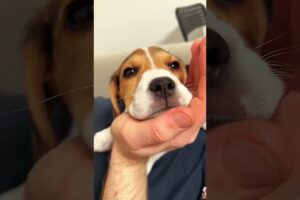 The love for these cute puppies grows day by day #dog #pet #cutedog #puppy #puppylove #cuteanimal