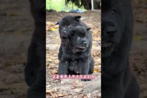 The love for these cute puppies grows day by day #dog #pet #cutedog #puppy #puppylove #cuteanimal