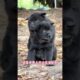 The love for these cute puppies grows day by day #dog #pet #cutedog #puppy #puppylove #cuteanimal