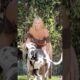 Heartwarming Animal Rescue That Will Restore Your Faith in Humanity part 47