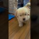 Cute Puppies #viral #shorts 🐶