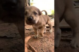 Cutest puppy barking adorable video  #FunnyDogs #CuteDogs #Puppies #DogTraining #puppy