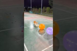 Cute Puppies 🥰♥ super funny Corgi ♥ #shorts #2025