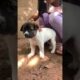 Cutest puppy barking adorable video  #FunnyDogs #CuteDogs #Puppies #DogTraining #puppy