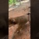 Cutest puppy barking adorable video  #FunnyDogs #CuteDogs #Puppies #DogTraining #puppy