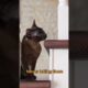 3 Ways You’re Playing With Your Cat WRONG! #cat
