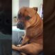@brownytom Why’d you stop playing with my foot? #dog #fun #dogshorts 🥶
