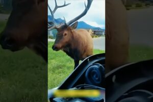 A Wild Deer Asked Humans for Help… What Happened Next Was Incredible!#WildDeer #DeerRescue #Wildlife