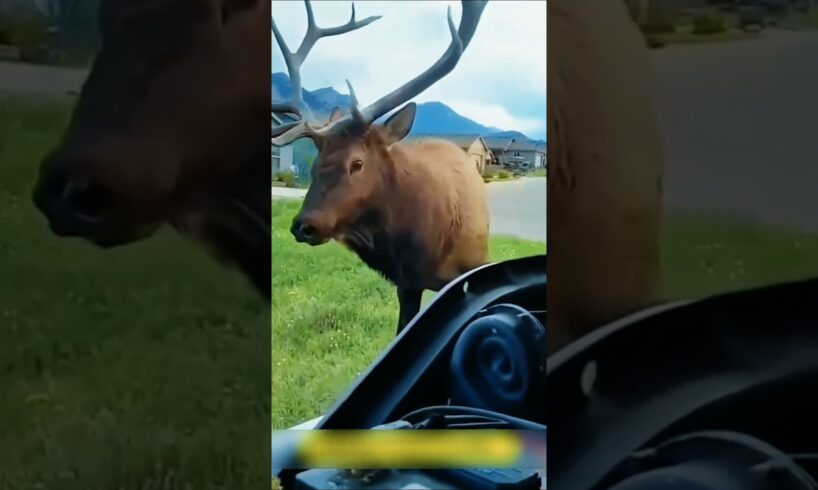 A Wild Deer Asked Humans for Help… What Happened Next Was Incredible!#WildDeer #DeerRescue #Wildlife